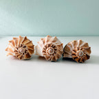 Large Florida Lightning Whelk Seashells (Bundle of 3) + Bonus Shells
