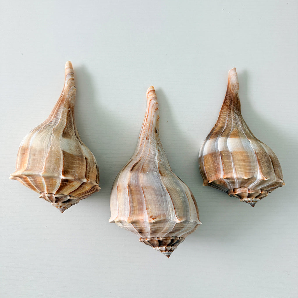 Large Florida Lightning Whelk Seashells (Bundle of 3) + Bonus Shells