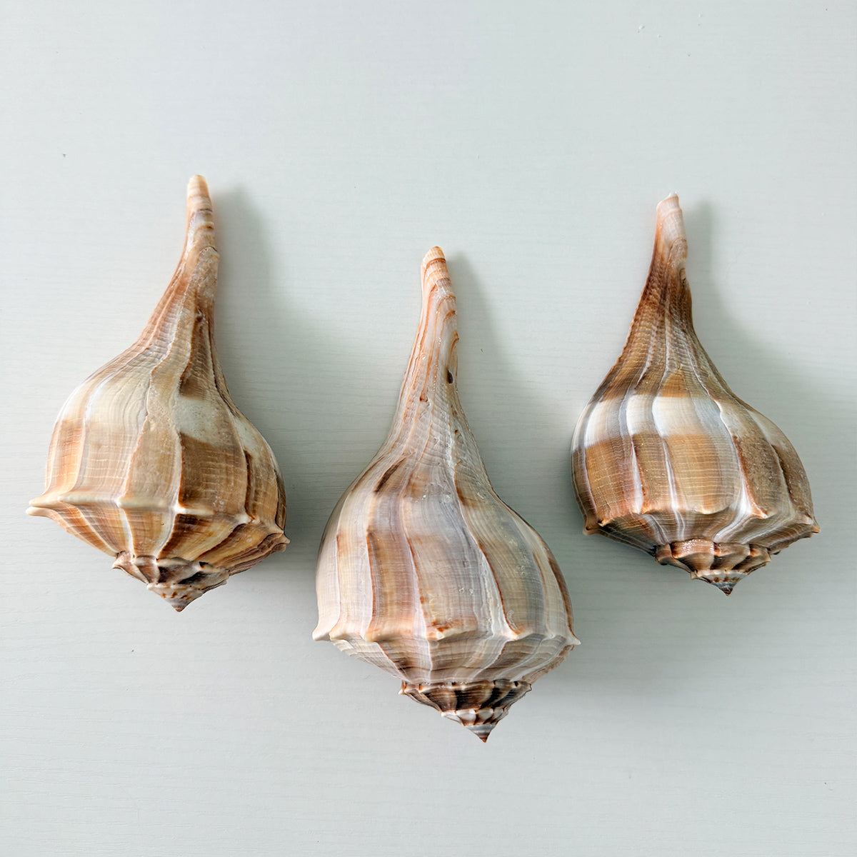 Large Florida Lightning Whelk Seashells (Bundle of 3) + Bonus Shells