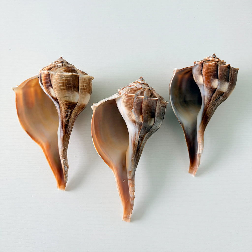 Large Florida Lightning Whelk Seashells (Bundle of 3) + Bonus Shells