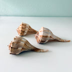 Large Florida Lightning Whelk Seashells (Bundle of 3) + Bonus Shells