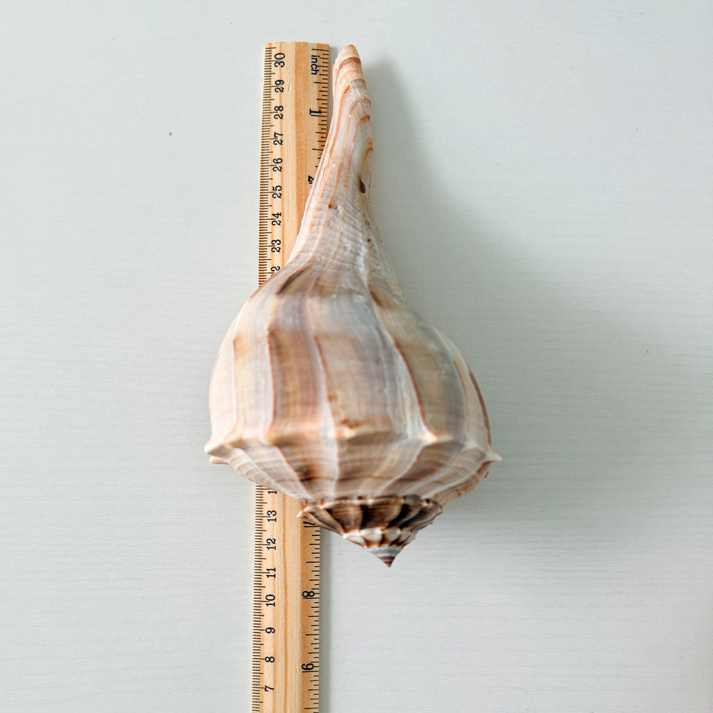 Large Florida Lightning Whelk Seashells (Bundle of 3) + Bonus Shells