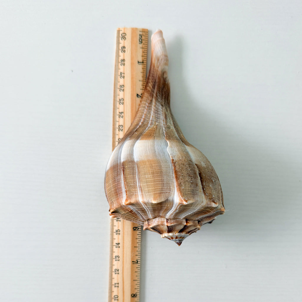 Large Florida Lightning Whelk Seashells (Bundle of 3) + Bonus Shells