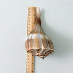 Large Florida Lightning Whelk Seashells (Bundle of 3) + Bonus Shells