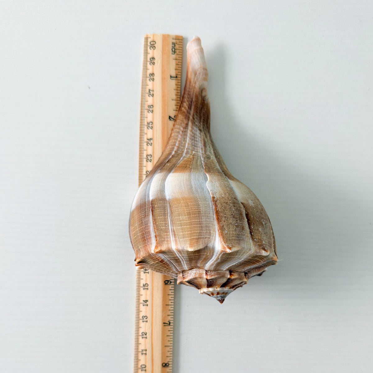 Large Florida Lightning Whelk Seashells (Bundle of 3) + Bonus Shells