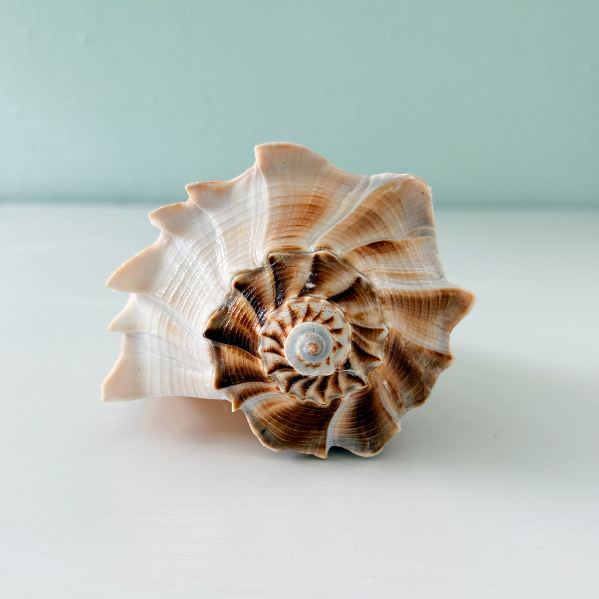 Florida Lightning Whelk Seashell (8.75 inches) + Bonus Shells