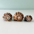 Florida Lightning Whelk Seashells (Bundle of 3) + Bonus Shells