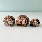 Florida Lightning Whelk Seashells (Bundle of 3) + Bonus Shells