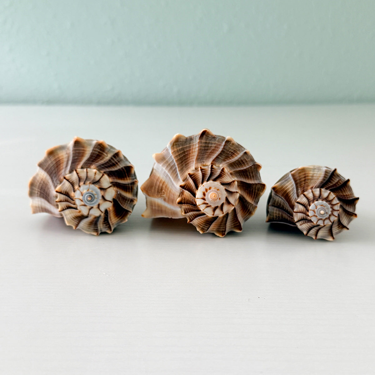 Florida Lightning Whelk Seashells (Bundle of 3) + Bonus Shells