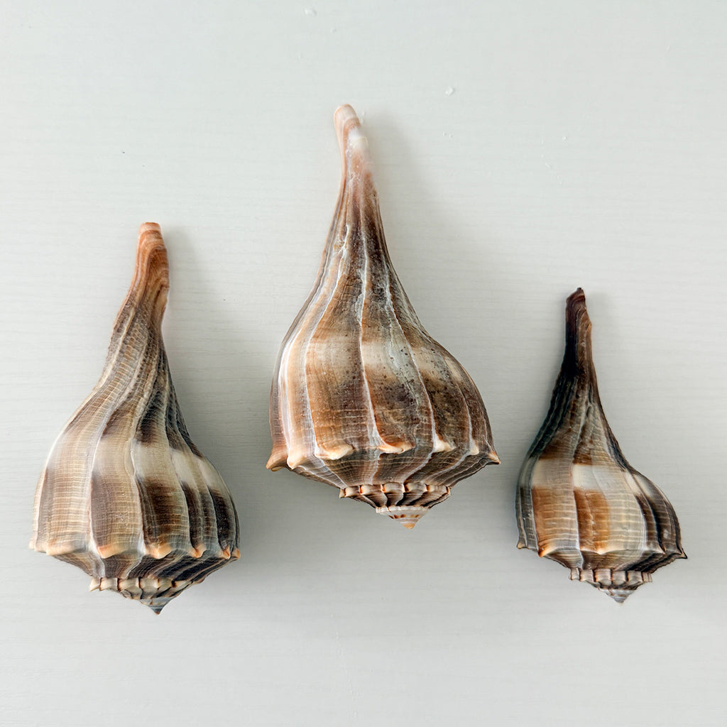 Florida Lightning Whelk Seashells (Bundle of 3) + Bonus Shells