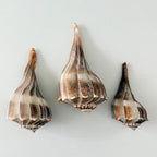 Florida Lightning Whelk Seashells (Bundle of 3) + Bonus Shells