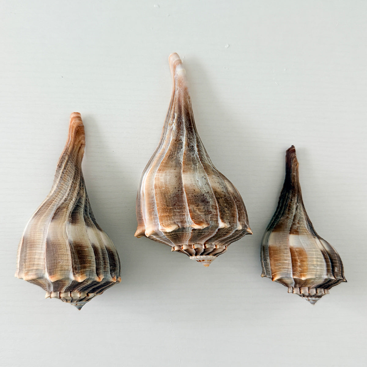 Florida Lightning Whelk Seashells (Bundle of 3) + Bonus Shells