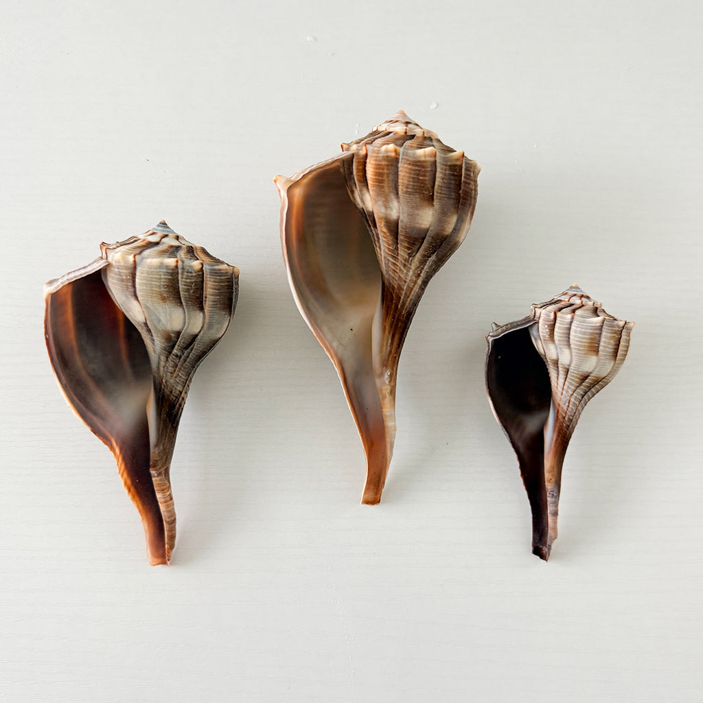 Florida Lightning Whelk Seashells (Bundle of 3) + Bonus Shells