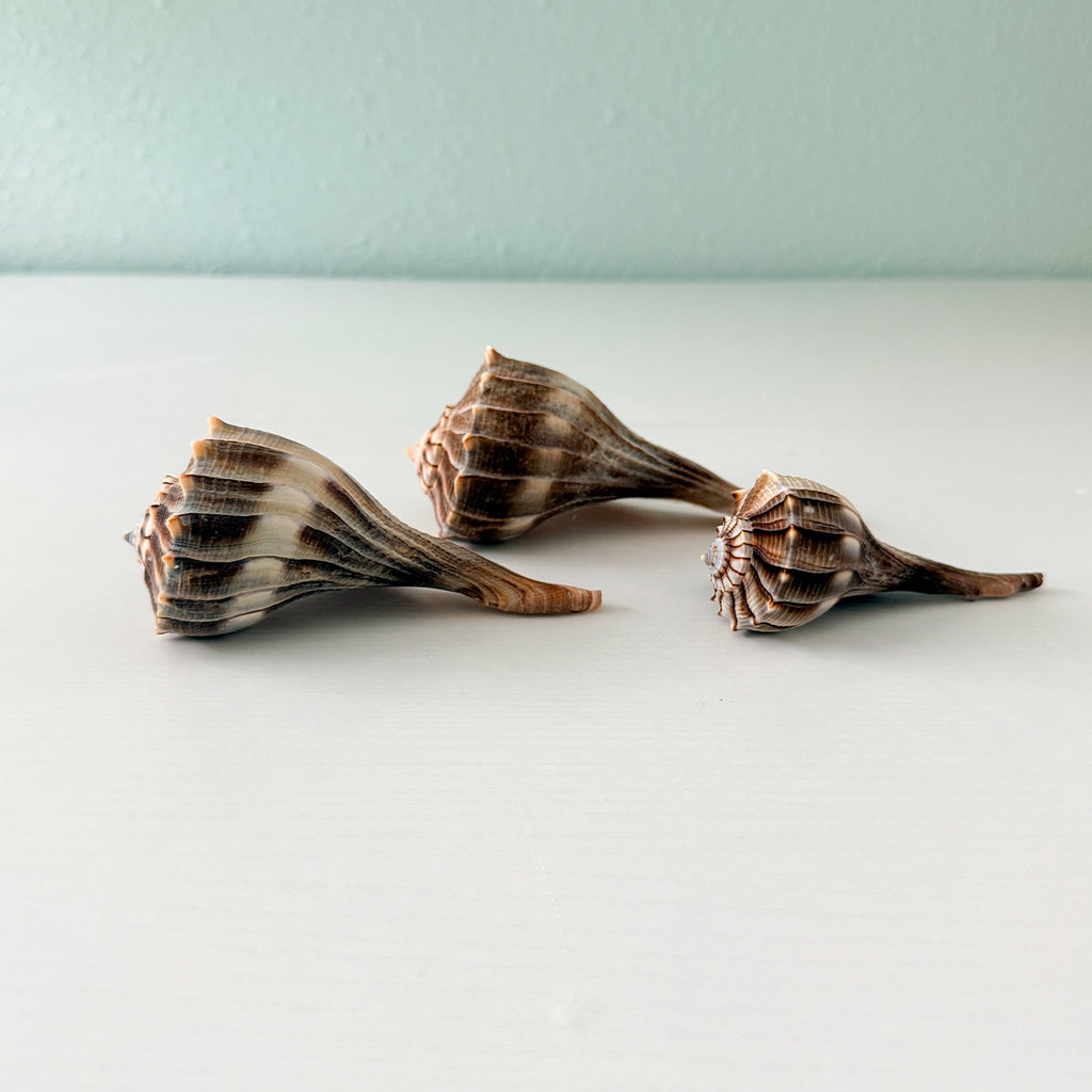 Florida Lightning Whelk Seashells (Bundle of 3) + Bonus Shells