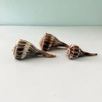 Florida Lightning Whelk Seashells (Bundle of 3) + Bonus Shells
