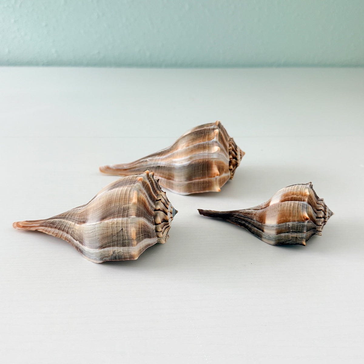 Florida Lightning Whelk Seashells (Bundle of 3) + Bonus Shells