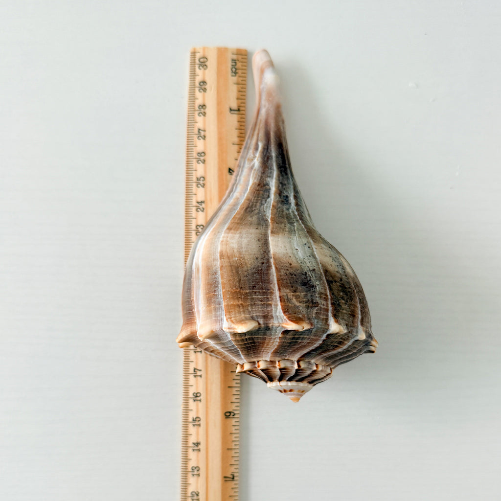 Florida Lightning Whelk Seashells (Bundle of 3) + Bonus Shells