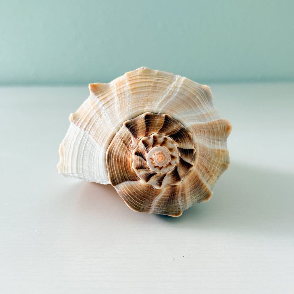 Florida Lightning Whelk Seashell (8.5 inches) + Bonus Shells