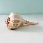 Florida Lightning Whelk Seashell (8.5 inches) + Bonus Shells