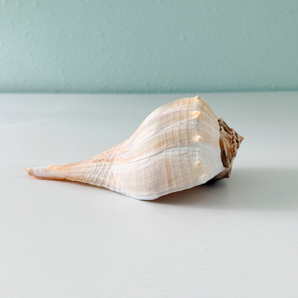 Florida Lightning Whelk Seashell (8.5 inches) + Bonus Shells
