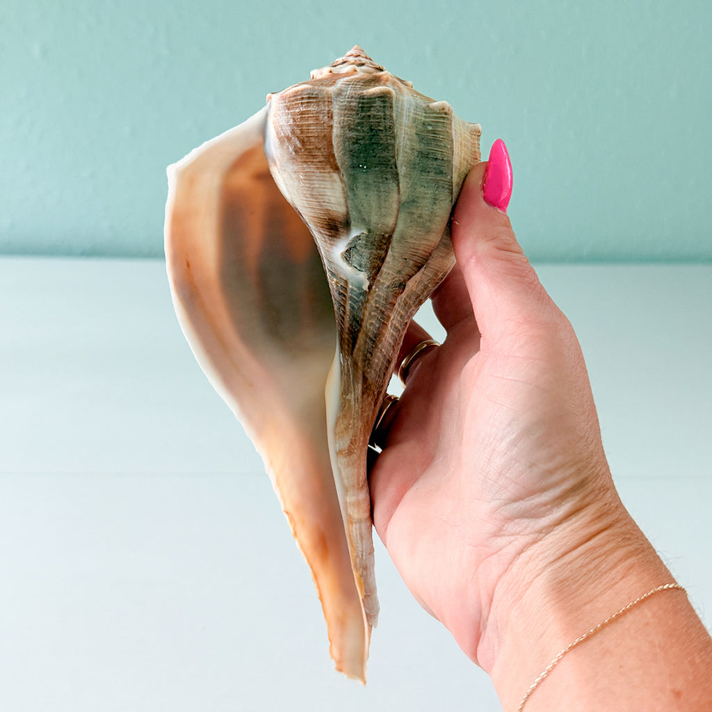 Florida Lightning Whelk Seashell (8.5 inches) + Bonus Shells