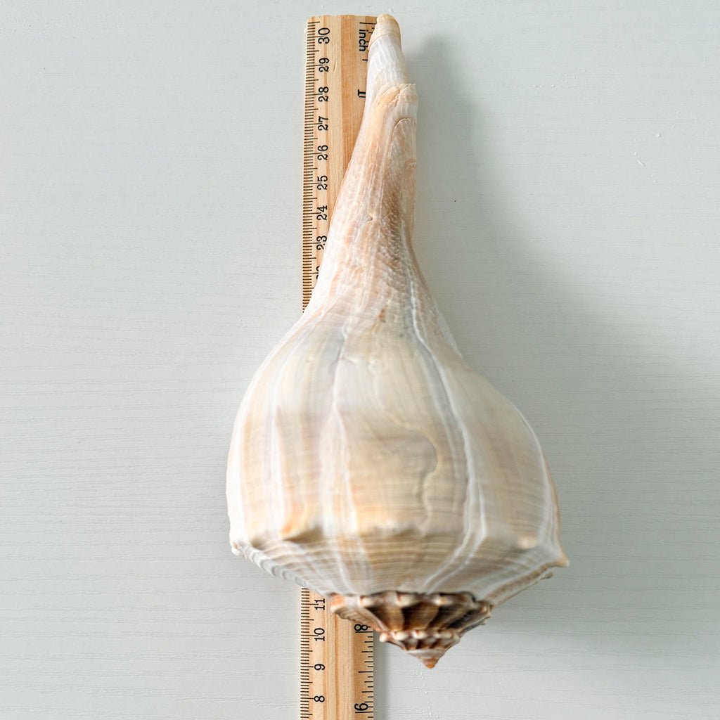 Florida Lightning Whelk Seashell (8.5 inches) + Bonus Shells
