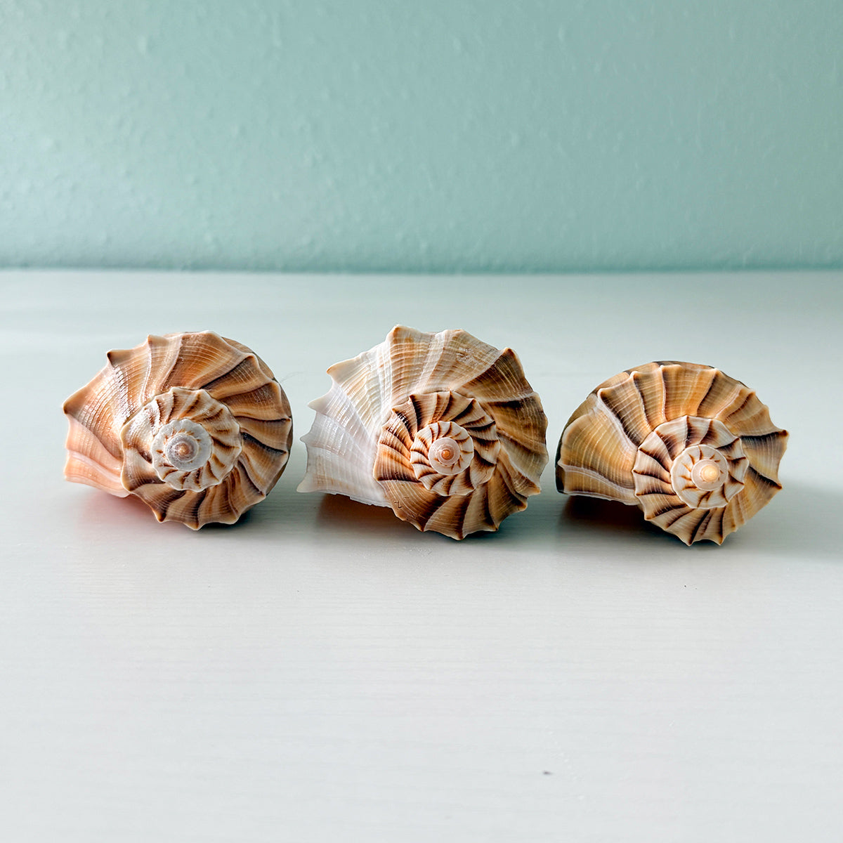 Florida Lightning Whelk Seashells (Bundle of 3) + Bonus Shells