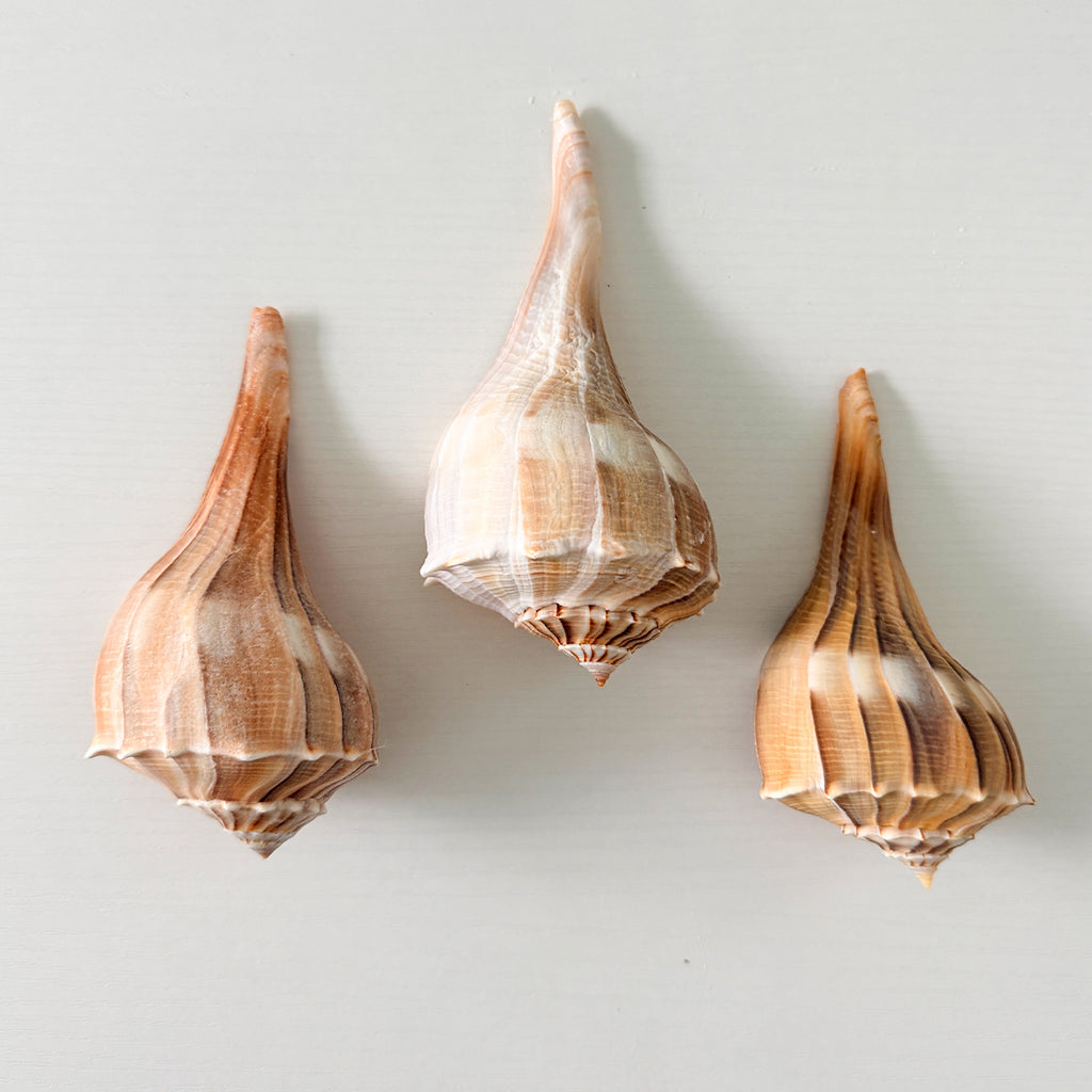 Florida Lightning Whelk Seashells (Bundle of 3) + Bonus Shells