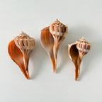 Florida Lightning Whelk Seashells (Bundle of 3) + Bonus Shells
