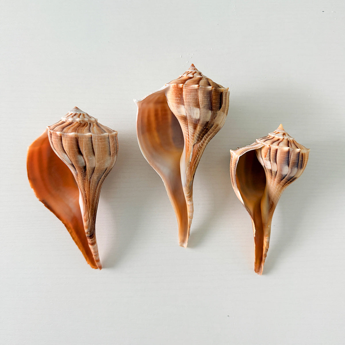 Florida Lightning Whelk Seashells (Bundle of 3) + Bonus Shells