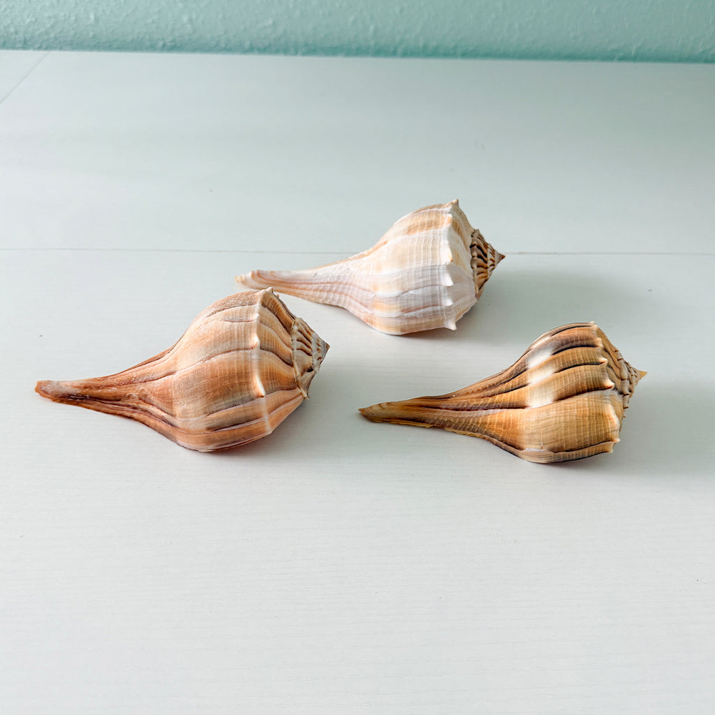 Florida Lightning Whelk Seashells (Bundle of 3) + Bonus Shells