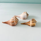 Florida Lightning Whelk Seashells (Bundle of 3) + Bonus Shells