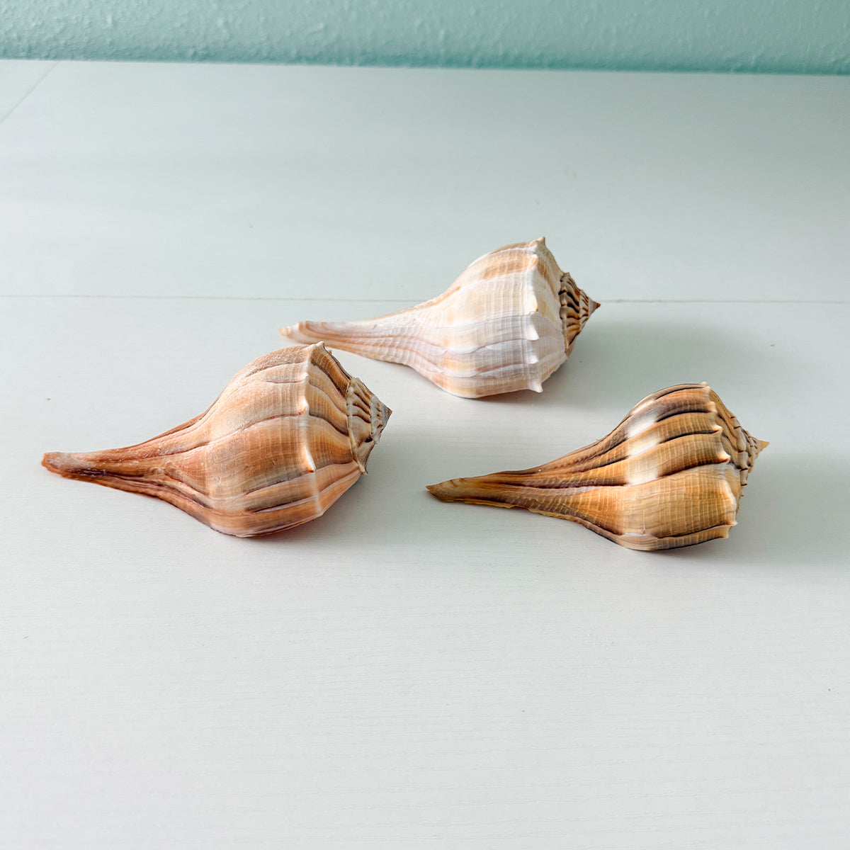 Florida Lightning Whelk Seashells (Bundle of 3) + Bonus Shells