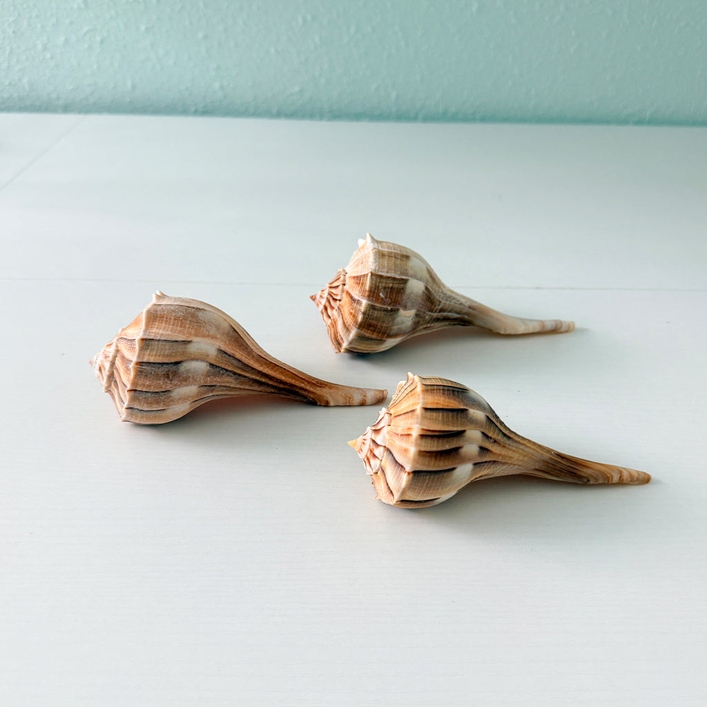 Florida Lightning Whelk Seashells (Bundle of 3) + Bonus Shells