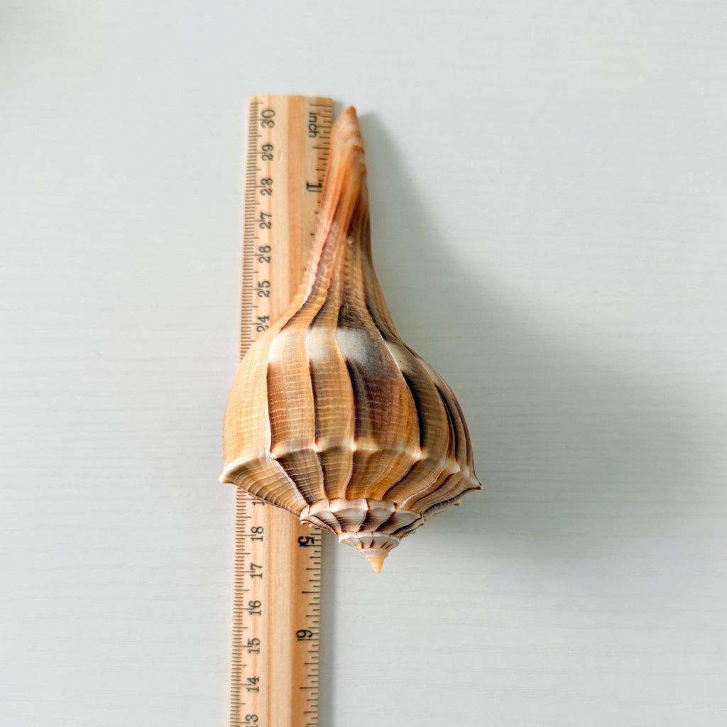 Florida Lightning Whelk Seashells (Bundle of 3) + Bonus Shells