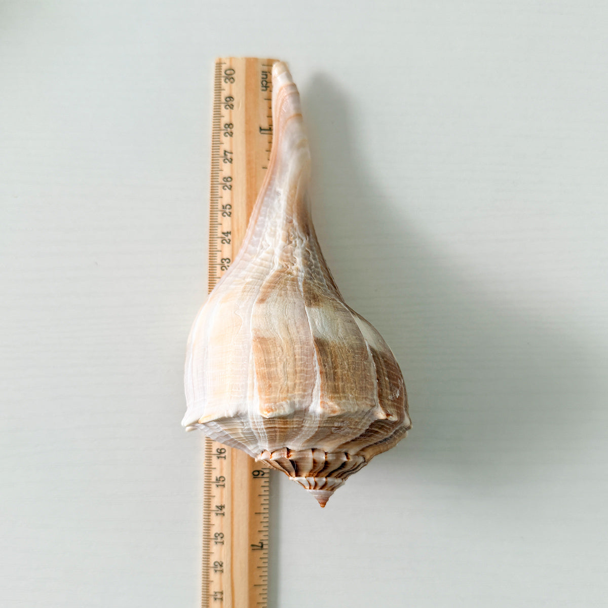 Florida Lightning Whelk Seashells (Bundle of 3) + Bonus Shells