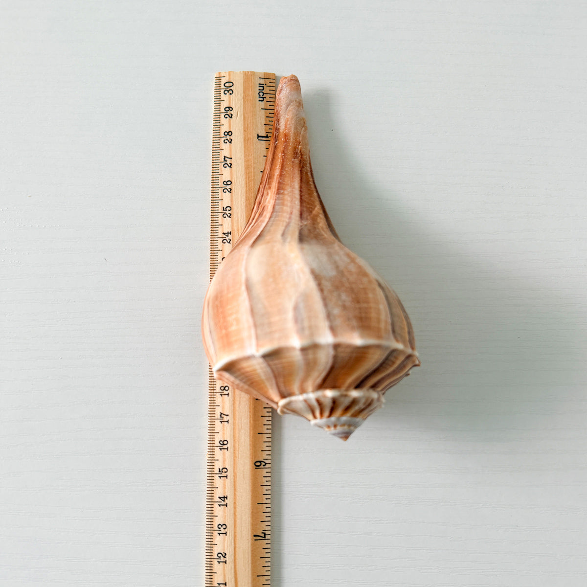 Florida Lightning Whelk Seashells (Bundle of 3) + Bonus Shells