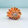 RARE Bright Orange Florida Lightning Whelk Seashell (6.5 inches) + Bonus Shells