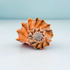 RARE Bright Orange Florida Lightning Whelk Seashell (6.5 inches) + Bonus Shells