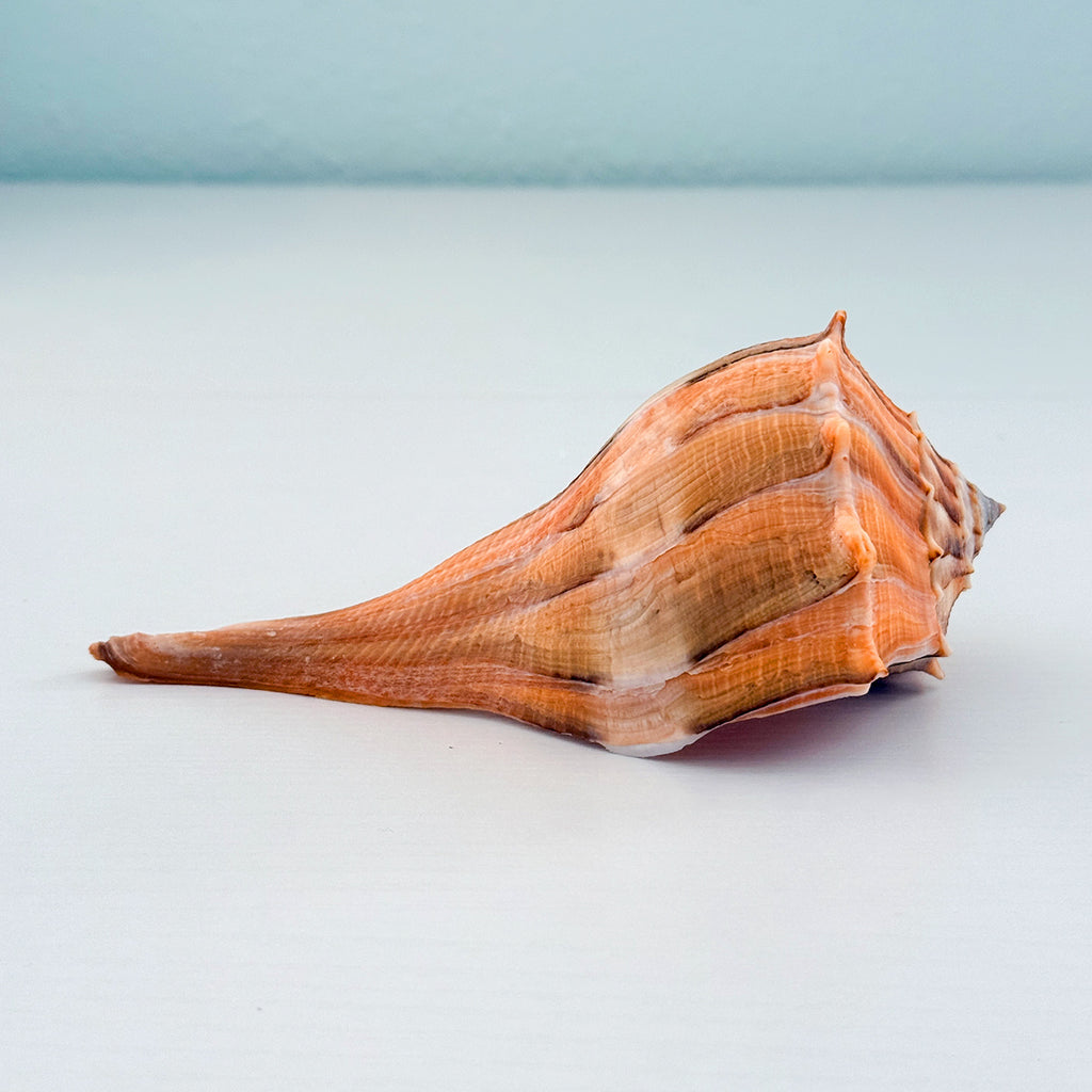 RARE Bright Orange Florida Lightning Whelk Seashell (6.5 inches) + Bonus Shells