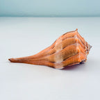 RARE Bright Orange Florida Lightning Whelk Seashell (6.5 inches) + Bonus Shells