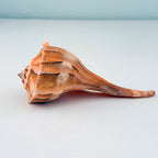 RARE Bright Orange Florida Lightning Whelk Seashell (6.5 inches) + Bonus Shells