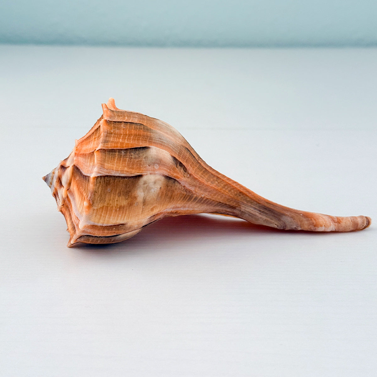 RARE Bright Orange Florida Lightning Whelk Seashell (6.5 inches) + Bonus Shells