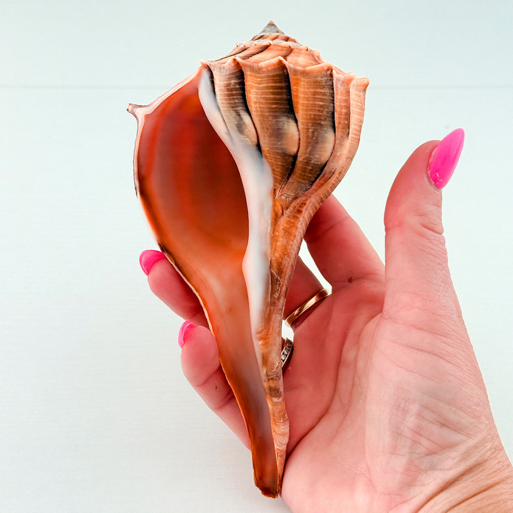 RARE Bright Orange Florida Lightning Whelk Seashell (6.5 inches) + Bonus Shells