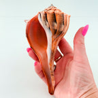 RARE Bright Orange Florida Lightning Whelk Seashell (6.5 inches) + Bonus Shells