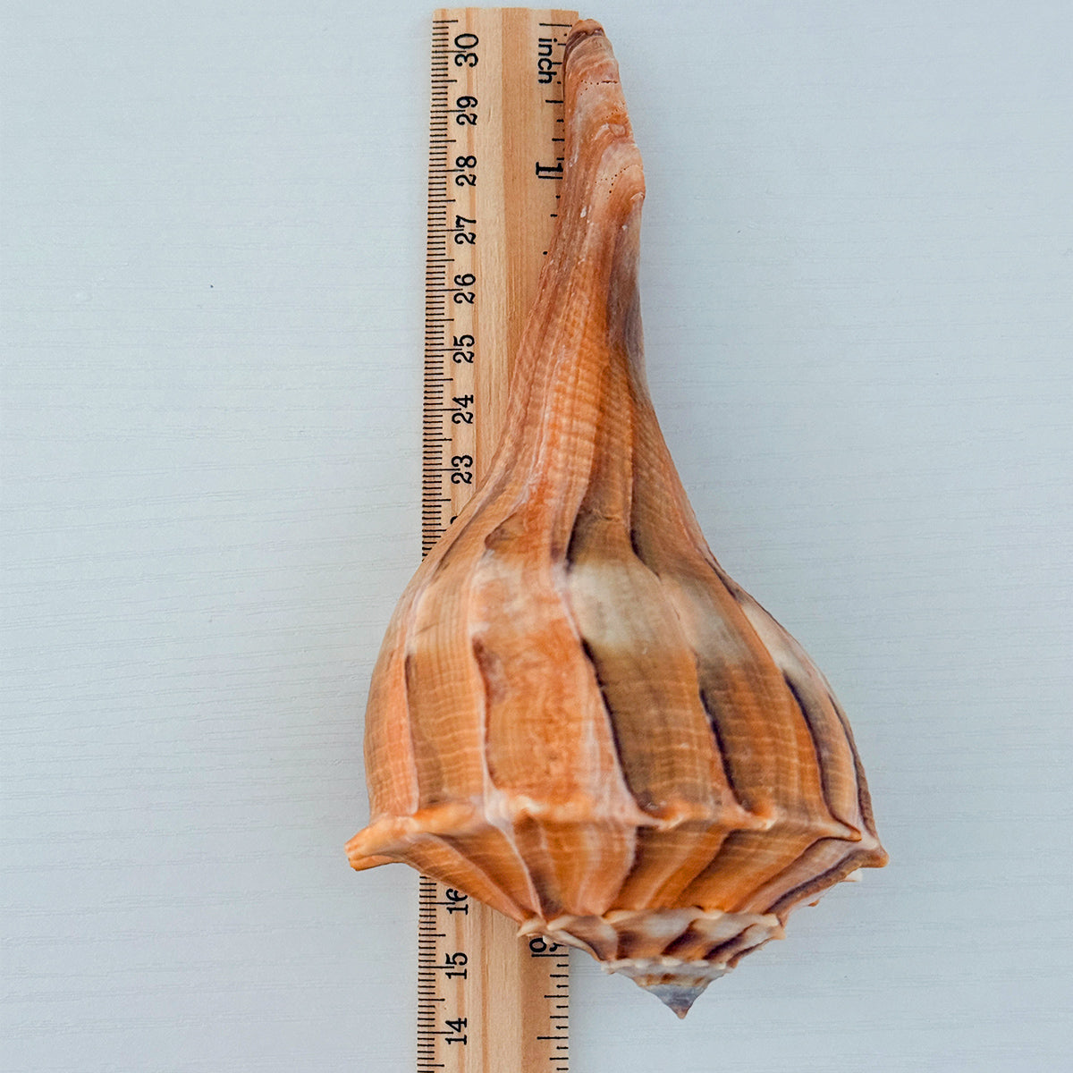 RARE Bright Orange Florida Lightning Whelk Seashell (6.5 inches) + Bonus Shells