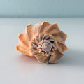 Florida Lightning Whelk Seashell (6.25 inches) + Bonus Shells