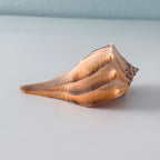 Florida Lightning Whelk Seashell (6.25 inches) + Bonus Shells