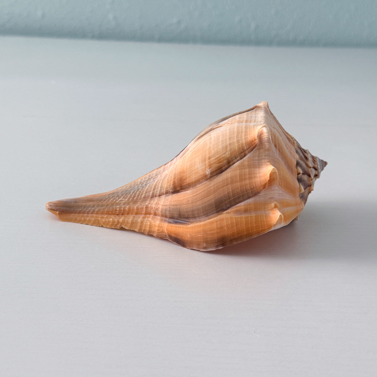 Florida Lightning Whelk Seashell (6.25 inches) + Bonus Shells