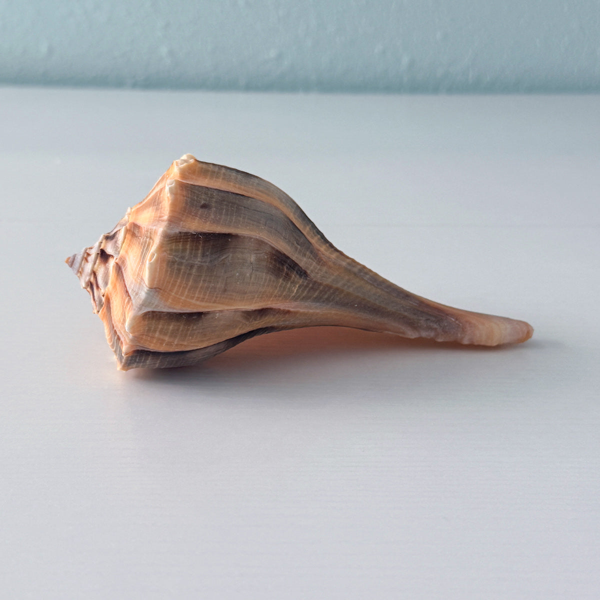 Florida Lightning Whelk Seashell (6.25 inches) + Bonus Shells